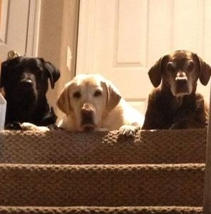 Meet your Posher, Priya